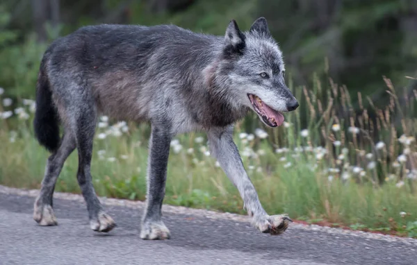 野生的黑狼 — 图库照片
