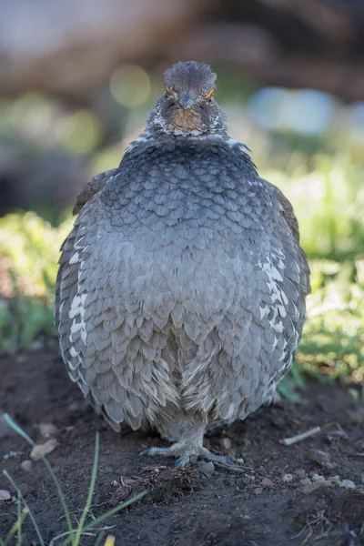 Gros Plan Tétras Dans Nature Sauvage Canada — Photo