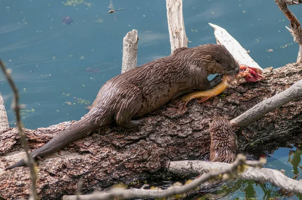 Primer Plano Nutria Salvaje Naturaleza — Foto de Stock