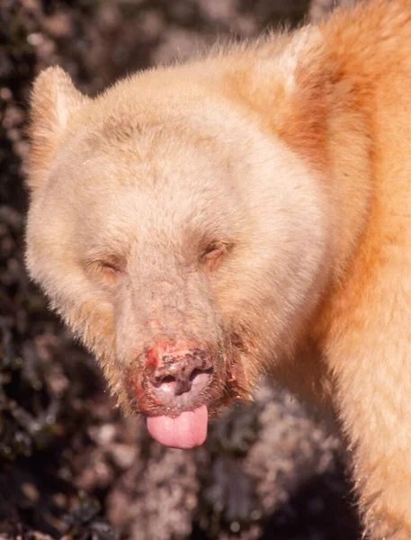 Duch Niedźwiedź Great Bear Rainforest — Zdjęcie stockowe