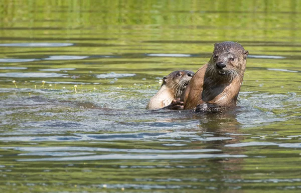 Nahaufnahme Wilde Fischotter Der Natur — Stockfoto