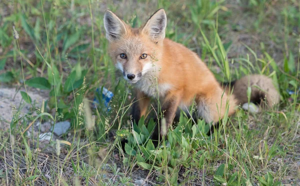 Cute Red Foxes Grass Park — Stock Photo, Image