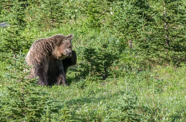 Urso Pardo Natureza — Fotografia de Stock