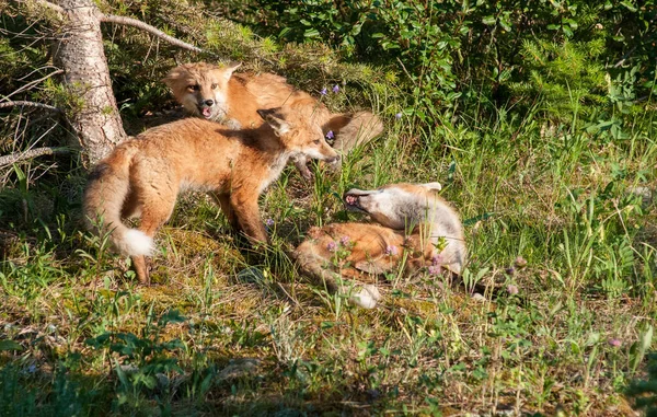 Χαριτωμένο Κόκκινες Αλεπούδες Στο Γρασίδι Στο Πάρκο — Φωτογραφία Αρχείου