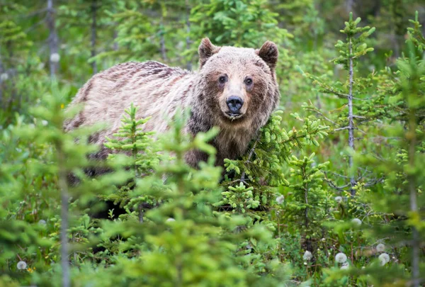 Urso Pardo Nas Montanhas Rochosas Canadenses — Fotografia de Stock