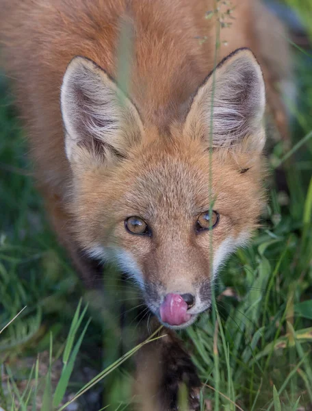 Lindos Zorros Rojos Hierba Naturaleza Salvaje — Foto de Stock