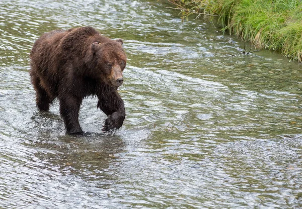 Medvěd Grizzly Divočině — Stock fotografie