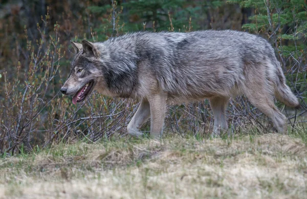 Grijze Wolf Wilde Natuur — Stockfoto