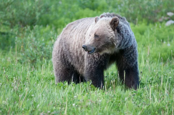 Urso Pardo Natureza — Fotografia de Stock