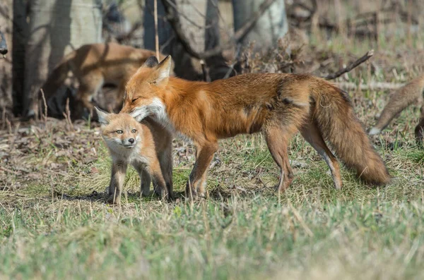 Roztomilé Červené Lišky Trávě Parku — Stock fotografie