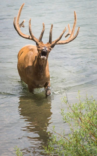 Wapiti Dans Nature — Photo