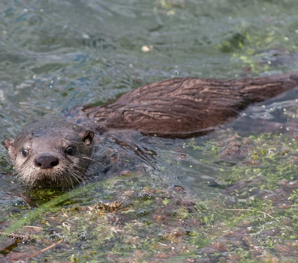 Close Lontra Selvagem Natureza — Fotografia de Stock