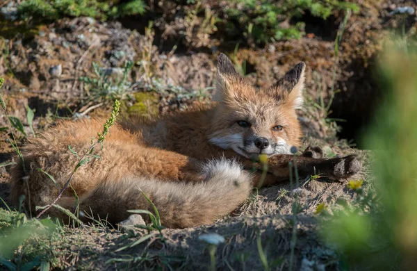 Niedliche Rotfüchse Auf Gras Park — Stockfoto