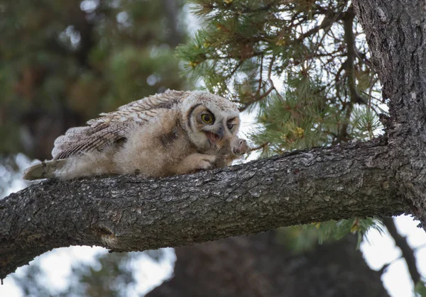 Stor Hornuggla Vild Natur — Stockfoto