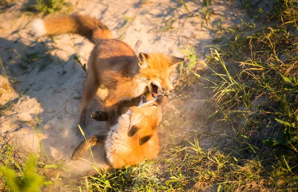 Schattige Rode Vossen Gras Park — Stockfoto