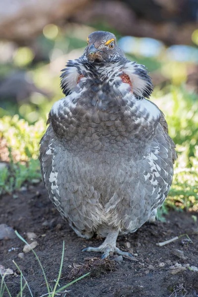 Close Grouse Natureza Selvagem Canadá — Fotografia de Stock