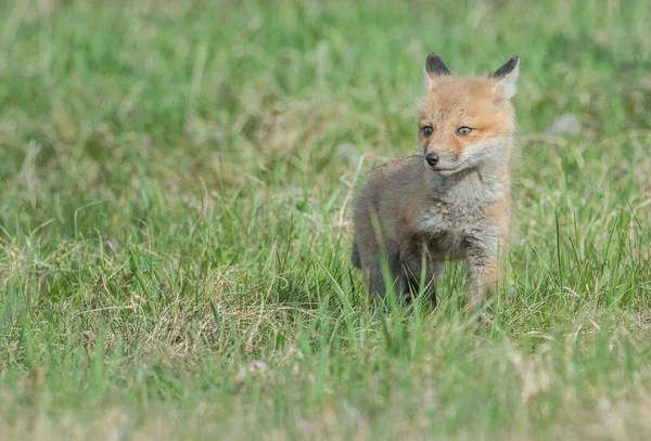 Carino Volpi Rosse Erba Natura Selvaggia — Foto Stock