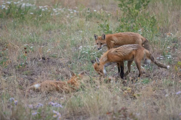 Carino Volpi Rosse Erba Parco — Foto Stock