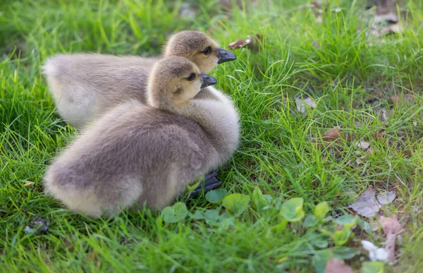 Gosling Naturaleza — Foto de Stock