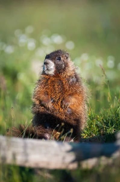 Closeup Marmot Wild Nature — Stock Photo, Image