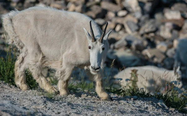 Mountain Goat Het Wild Nationaal Park Jasper Canada — Stockfoto