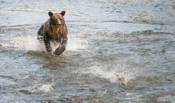 Medvěd Grizzly Divočině — Stock fotografie