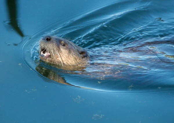 Loutres Sauvages Gros Plan Dans Nature — Photo