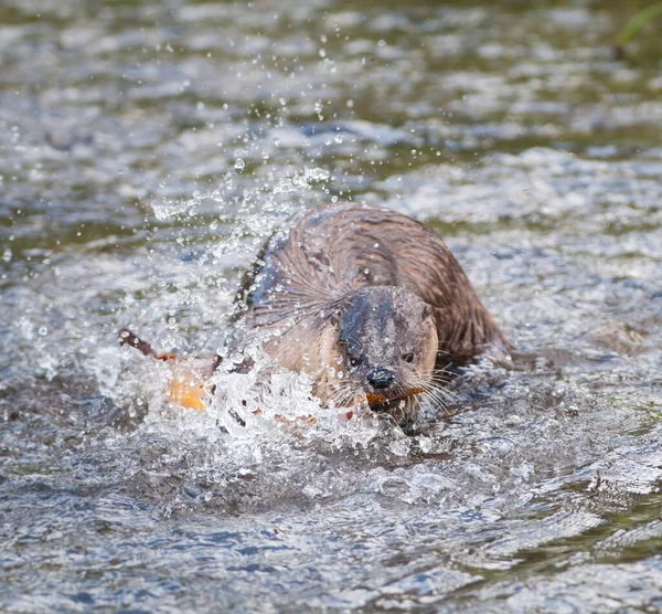 Río Otter Naturaleza — Foto de Stock