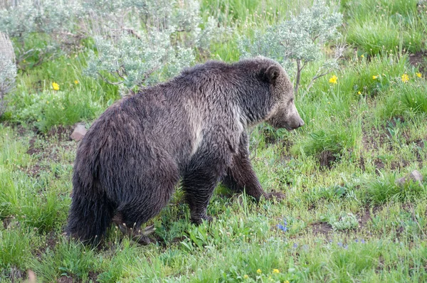 Niedźwiedź Grizzly Dziczy — Zdjęcie stockowe