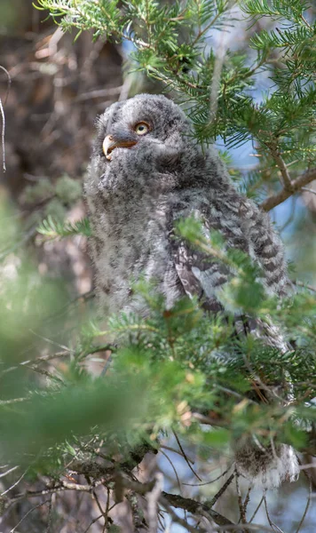 Grande Gufo Grigio Nella Natura Selvaggia Alberta Canada — Foto Stock