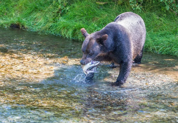Medvěd Hnědý Divoké Přírodě — Stock fotografie