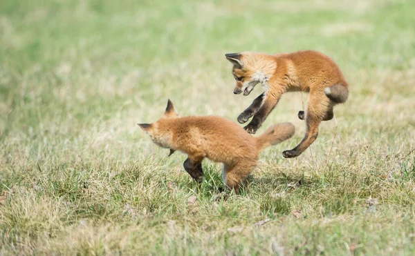 Carino Volpi Rosse Erba Natura Selvaggia — Foto Stock