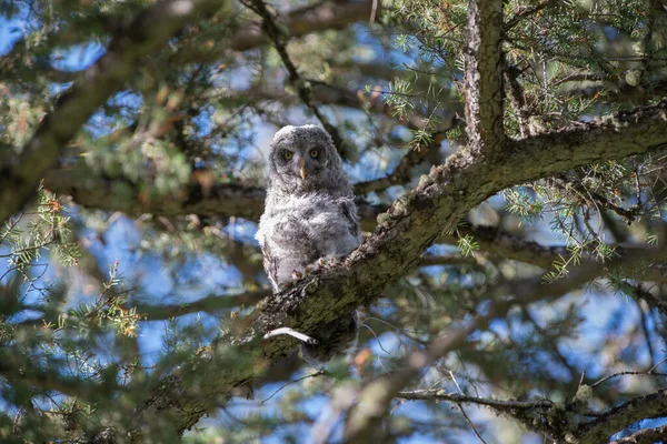 Grande Gufo Grigio Nella Natura Selvaggia Alberta Canada — Foto Stock