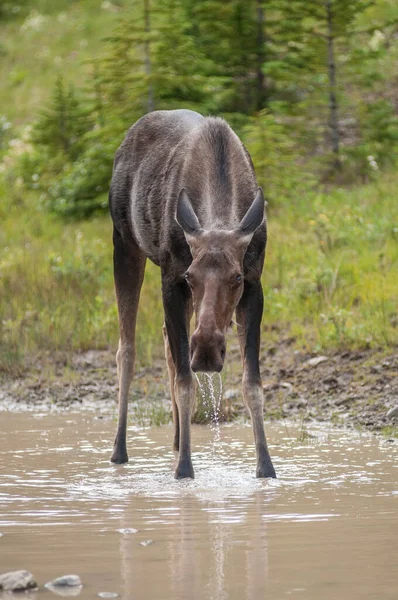 Oie Des Vaches Dans Parc Provincial Kananaskis Canada — Photo