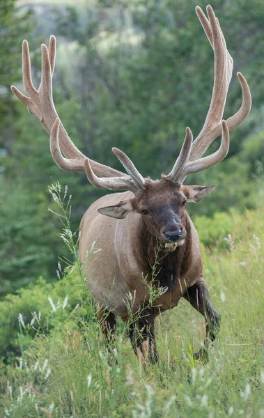 Alce Toro Naturaleza — Foto de Stock