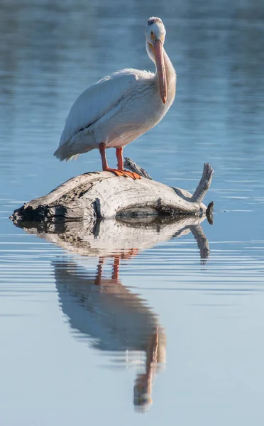Пеликаны Дикой Природе — стоковое фото