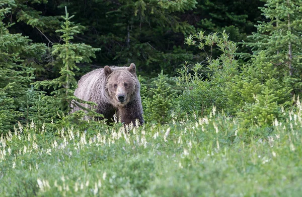 Brązowy Niedźwiedź Grizzly Dzikiej Przyrody — Zdjęcie stockowe