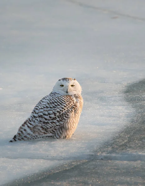 Långörad Uggla Vild Natur — Stockfoto