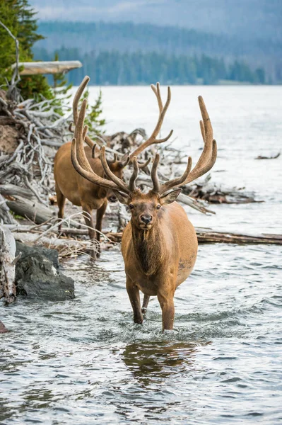 Wapiti Dans Nature — Photo