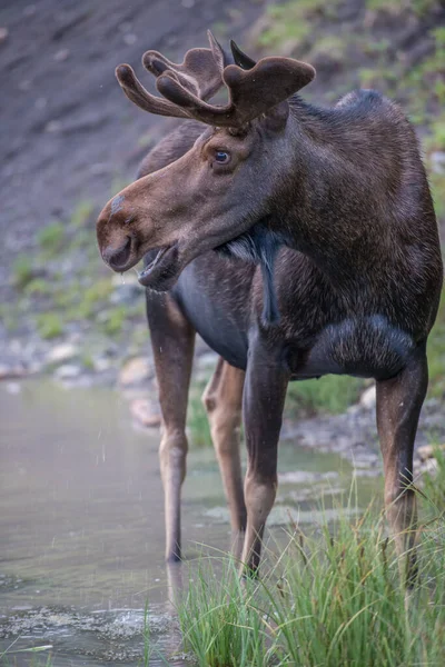 Des Orignaux Buvant Dans Une Flaque — Photo