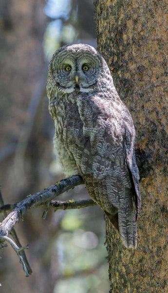 カナダのアルベルタにある野生のフクロウです — ストック写真