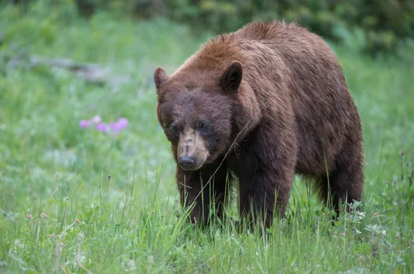 Cannelle Ours Noir Dans Nature — Photo