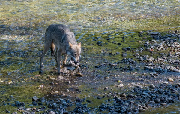 川でのオオカミ漁 — ストック写真