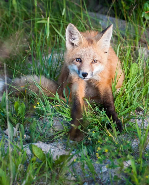 Lisica Czerwona Środowisku Naturalnym — Zdjęcie stockowe