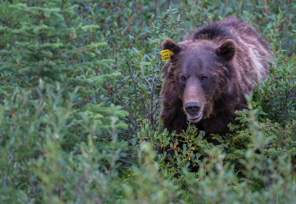 Γκρίζλι Αρκούδα Στην Καναδική Άγρια Φύση — Φωτογραφία Αρχείου