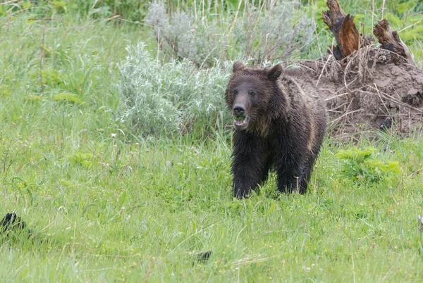 Grizzly Medve Vadonban — Stock Fotó