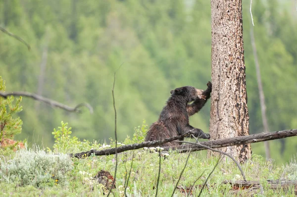 Urso Negro Natureza — Fotografia de Stock