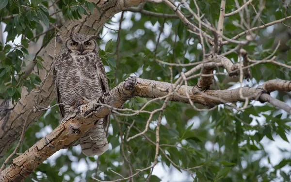 Great Horned Owl Wild Nature — Stock Photo, Image