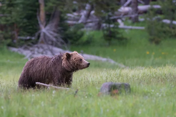 Medvěd Hnědý Divoké Přírodě — Stock fotografie