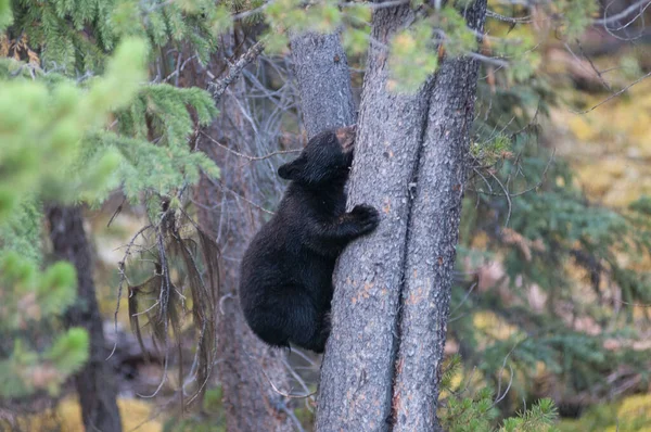 Filhote Urso Preto Natureza — Fotografia de Stock